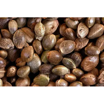 Hemp Seeds Manufacturers in India